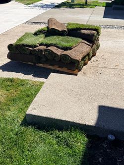 Ryegrass sod for sale