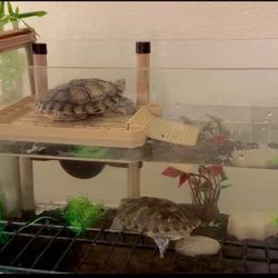 Okkobi turtle aquarium + accessories