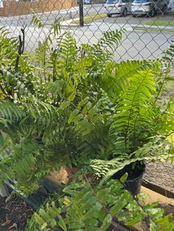 MACHO FERNS