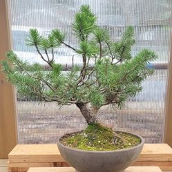 Mugo Pine Bonsai! 
