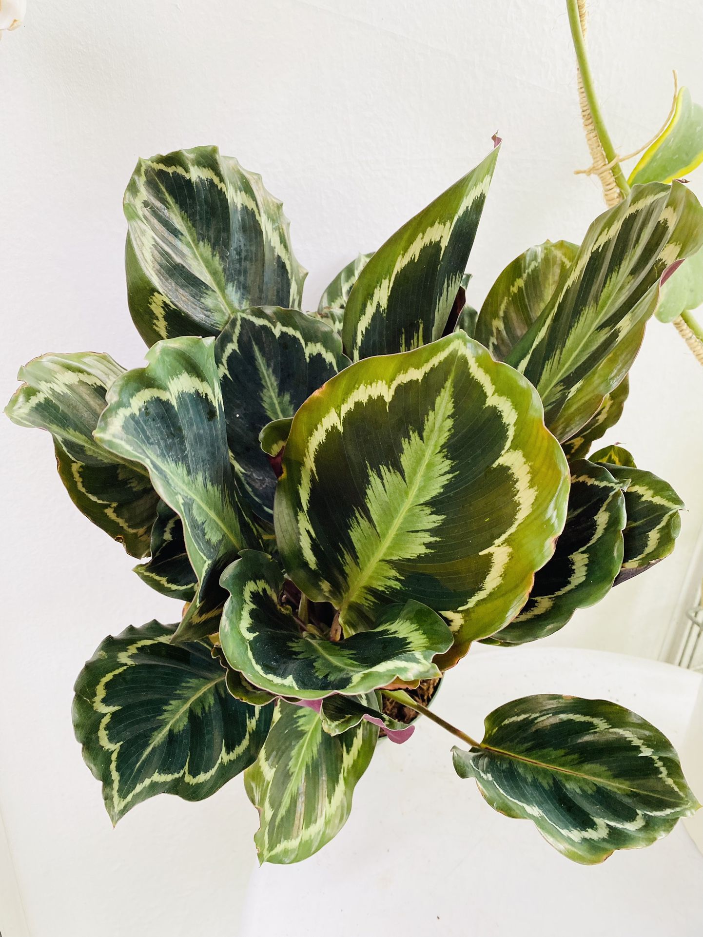 Plants (6”pot🌿Calathea Medallion )