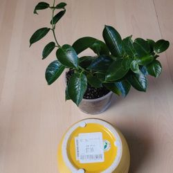 Rocketrumpet Plant