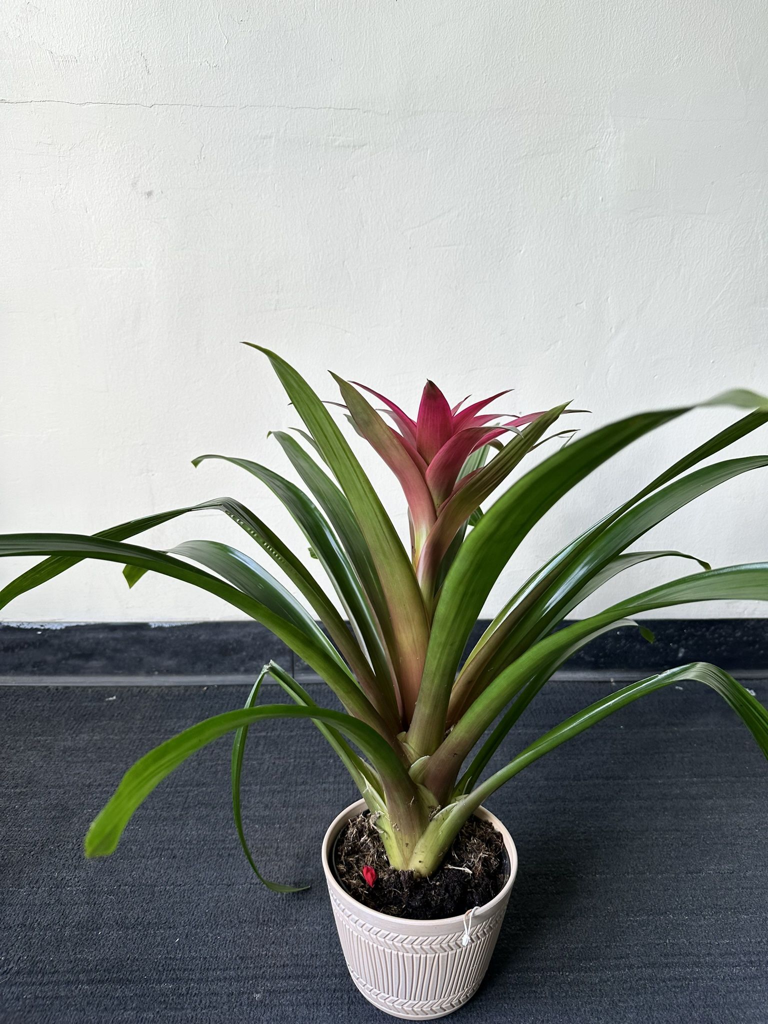 Guzmania Bromeliad, Healthy & Vibrant Indoor Plant 