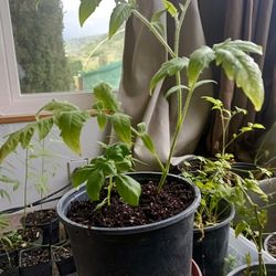 Caprese Combo! 9" Roma Plus 2 Sweet Basil