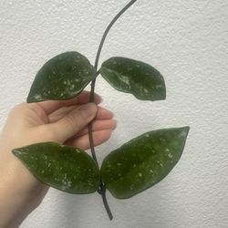 Hoya Haley (sms Cross) 