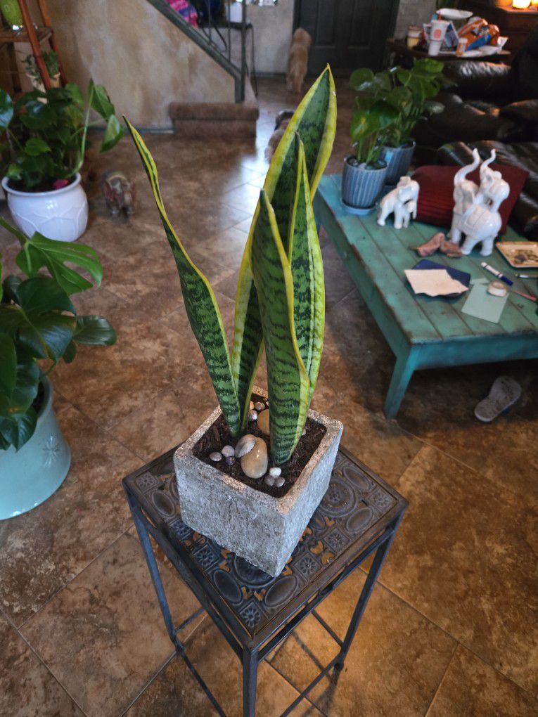 Sansevieria Snake Plants In 6in Ceramic Pot With Shells And Stones.....great Mother's Day Gifts 