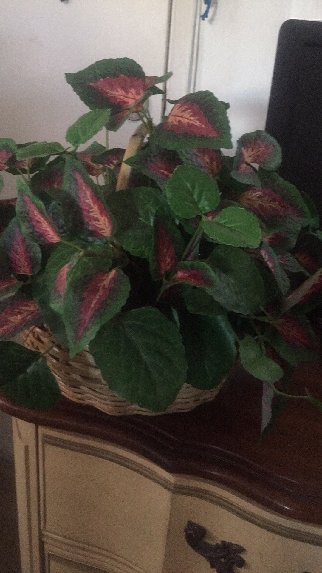 House plants with basket