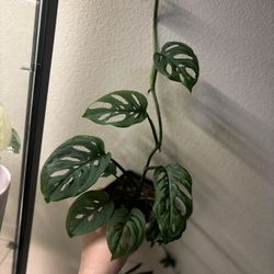 Two Indoor Plants - One Price
