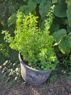 Plant