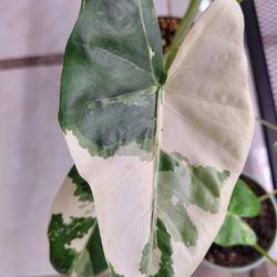 Varigated, Allocasia