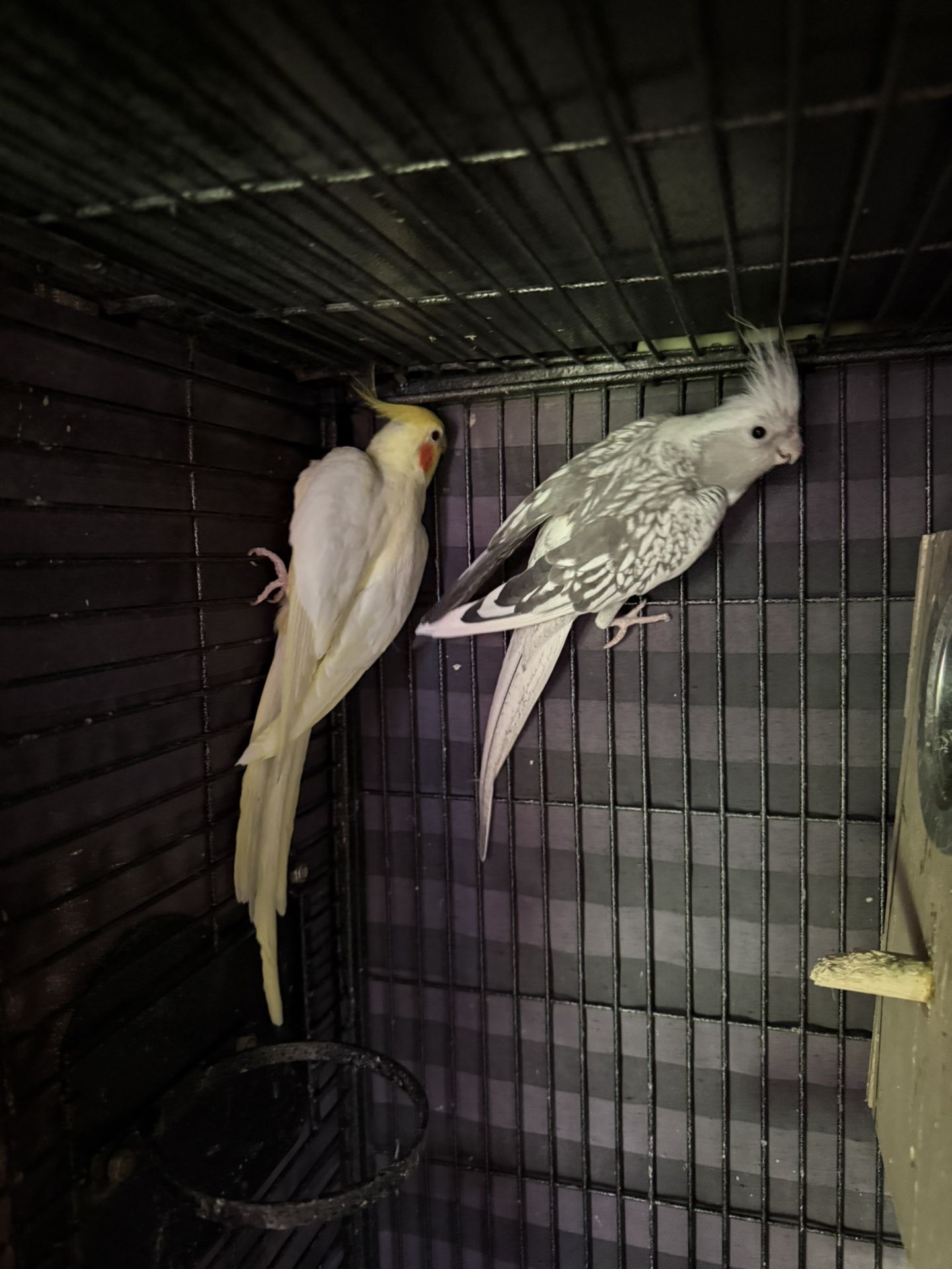 Bird Cage