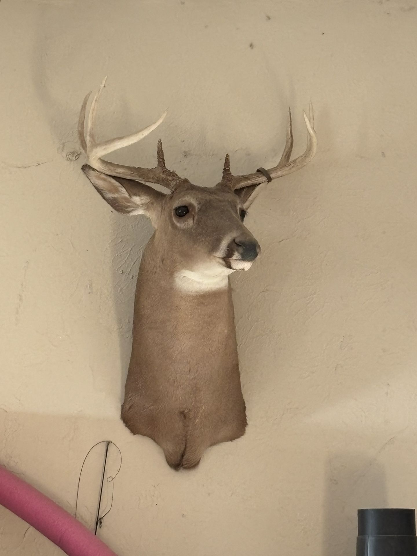 Deer Mount