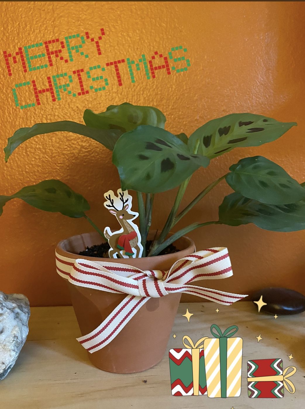 Hirt's Green Prayer Plant Maranta In 4" Pot (Perfect Eco Gift!)