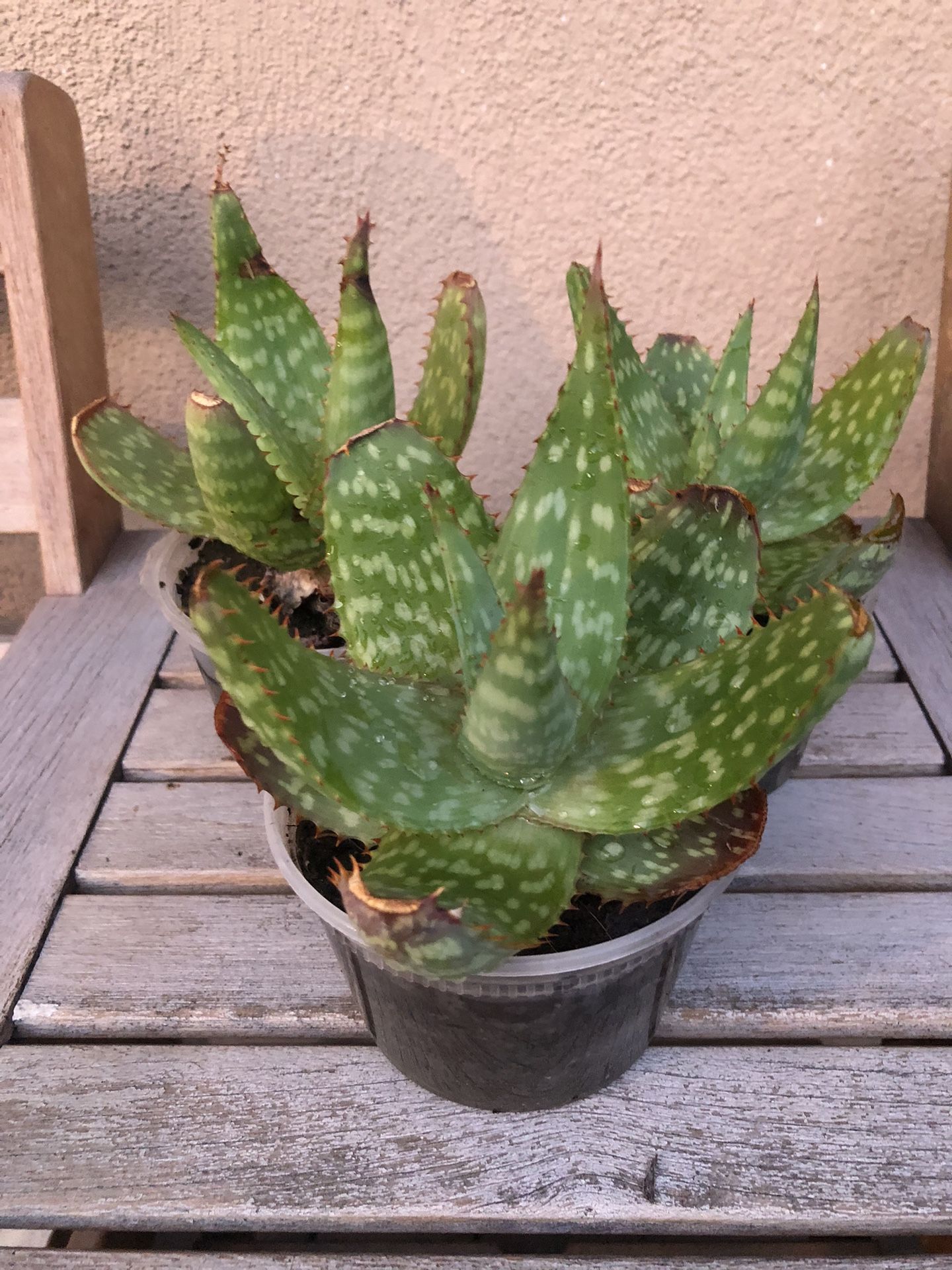 Aloe Vera Succulent Plant 