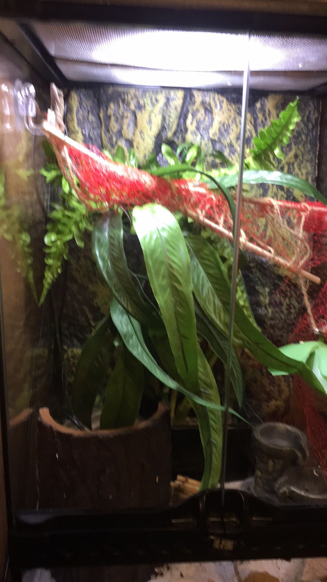 Anole Lizard & Tank W/ Decor