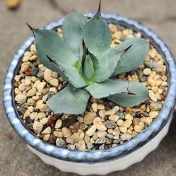 Miniature Agave