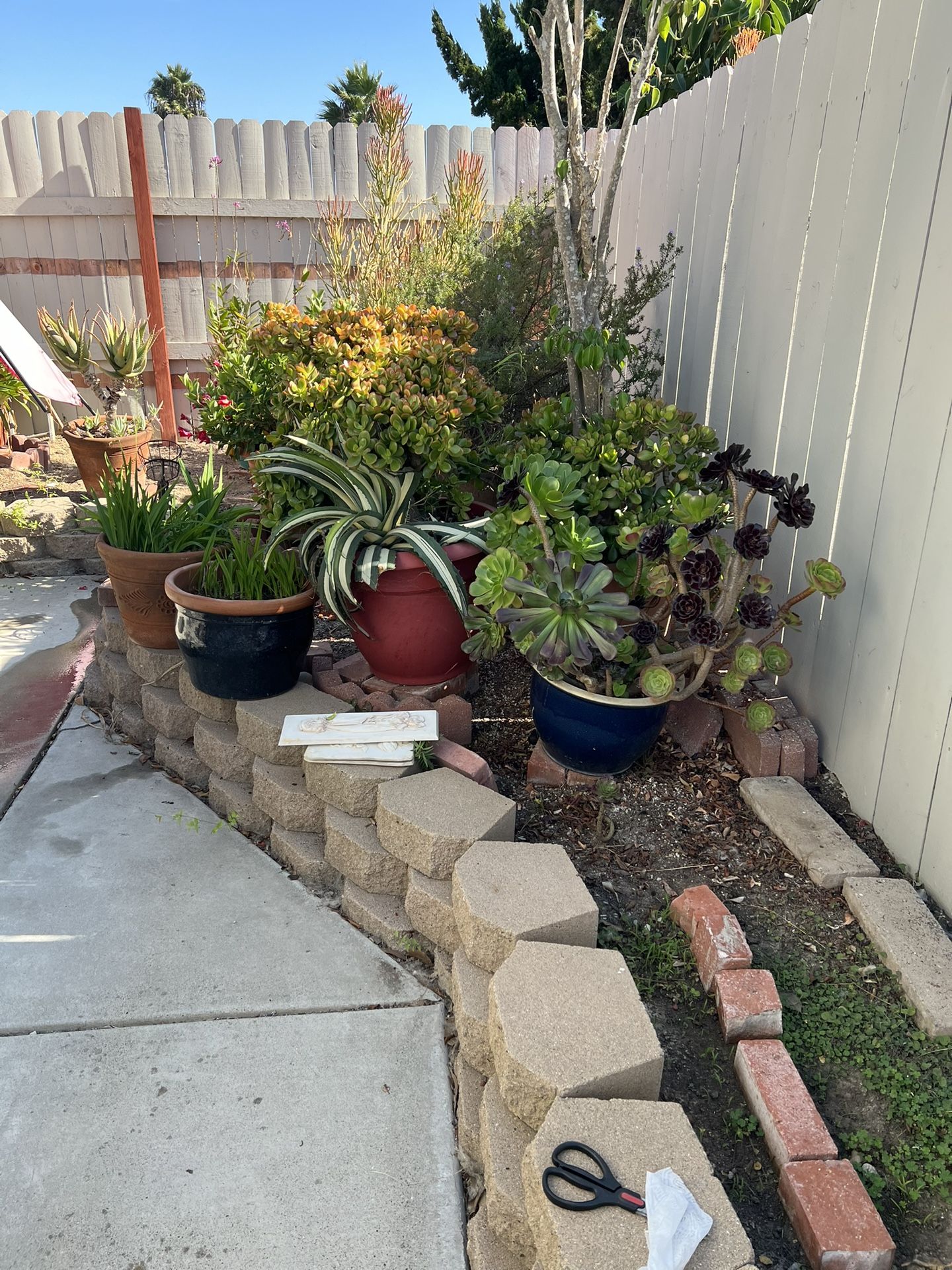 Large Beautiful Plants… Lots Of Succulents… for Sale in Oceanside, CA