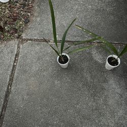 Cold Hardy Sabal Minor Palm Trees (read Description Below)