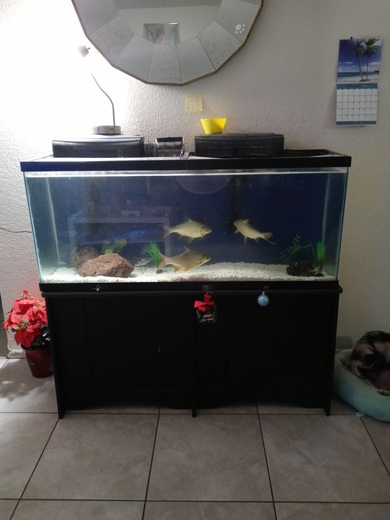 Fish tank aquarium