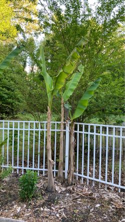 Banana trees