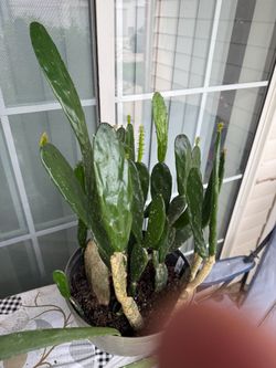 Cactus For Sale