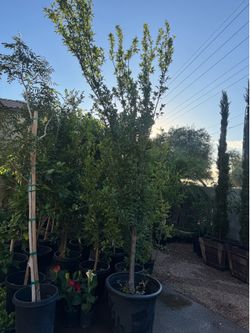 Planta de ciruela