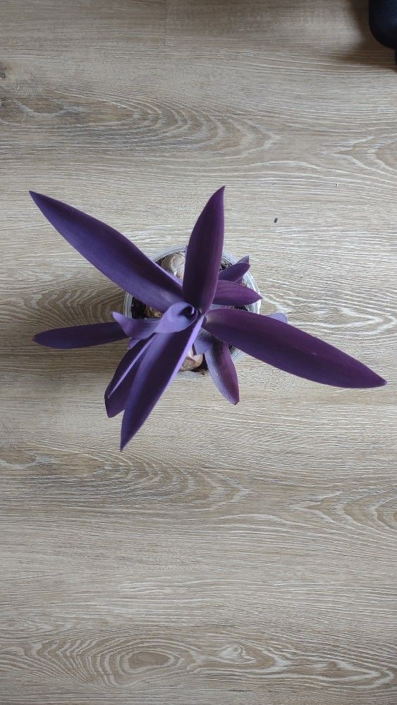 Purple Heart Plant