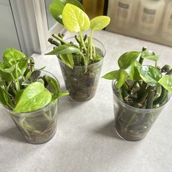Cheap plant cutting bundle