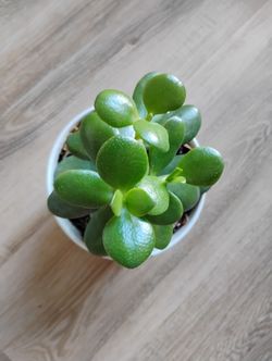 Jade Plant In Ceramic Pot