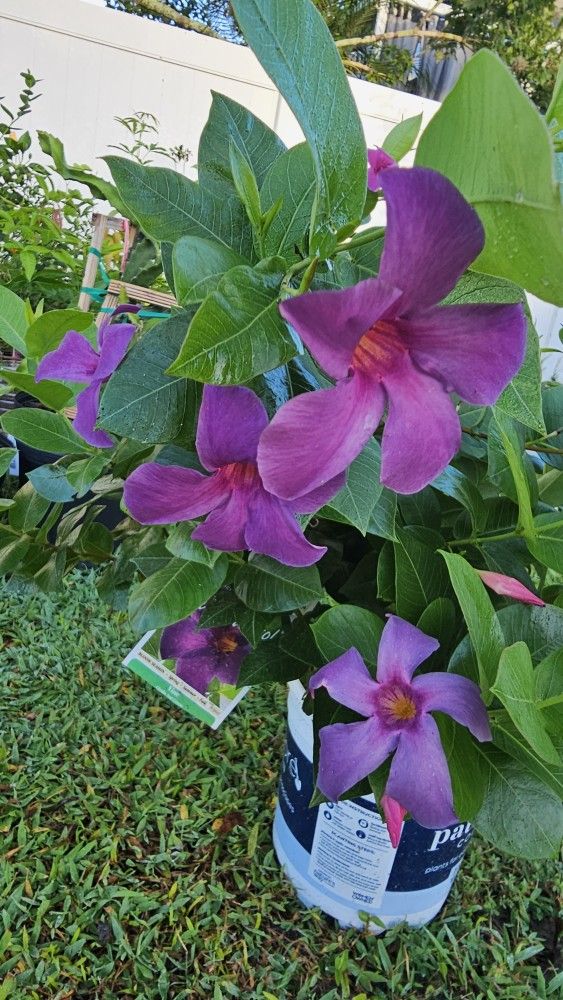 Beautiful blue-purple color, bushy and wide, 3 gal Mandeville flower plant