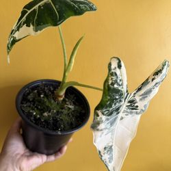 6” Variegated Alocasia Frydek