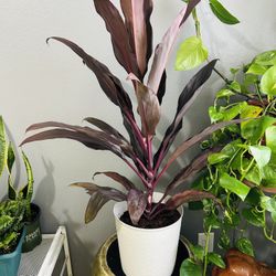 Plants For Sale 20 Each 