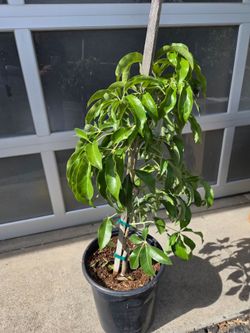 White Sapote Fruit Tree