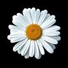 Marguerite
