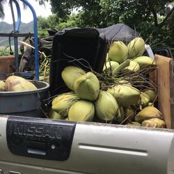 COCONUTS For Sale 