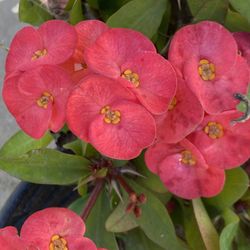 Corona de Cristo (Plant)