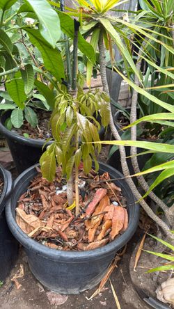 Nam Doc Mai/ Thai Mango