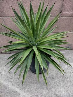 Succulent