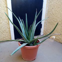 Aloe  Plant.