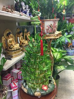 Plants