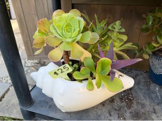 Succulent shell planter