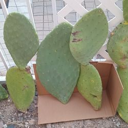 (Pick Any 3!) Fruit Sooner with Larger, Thicker, Multi-Segments Cactus Pads. Your choice!!!