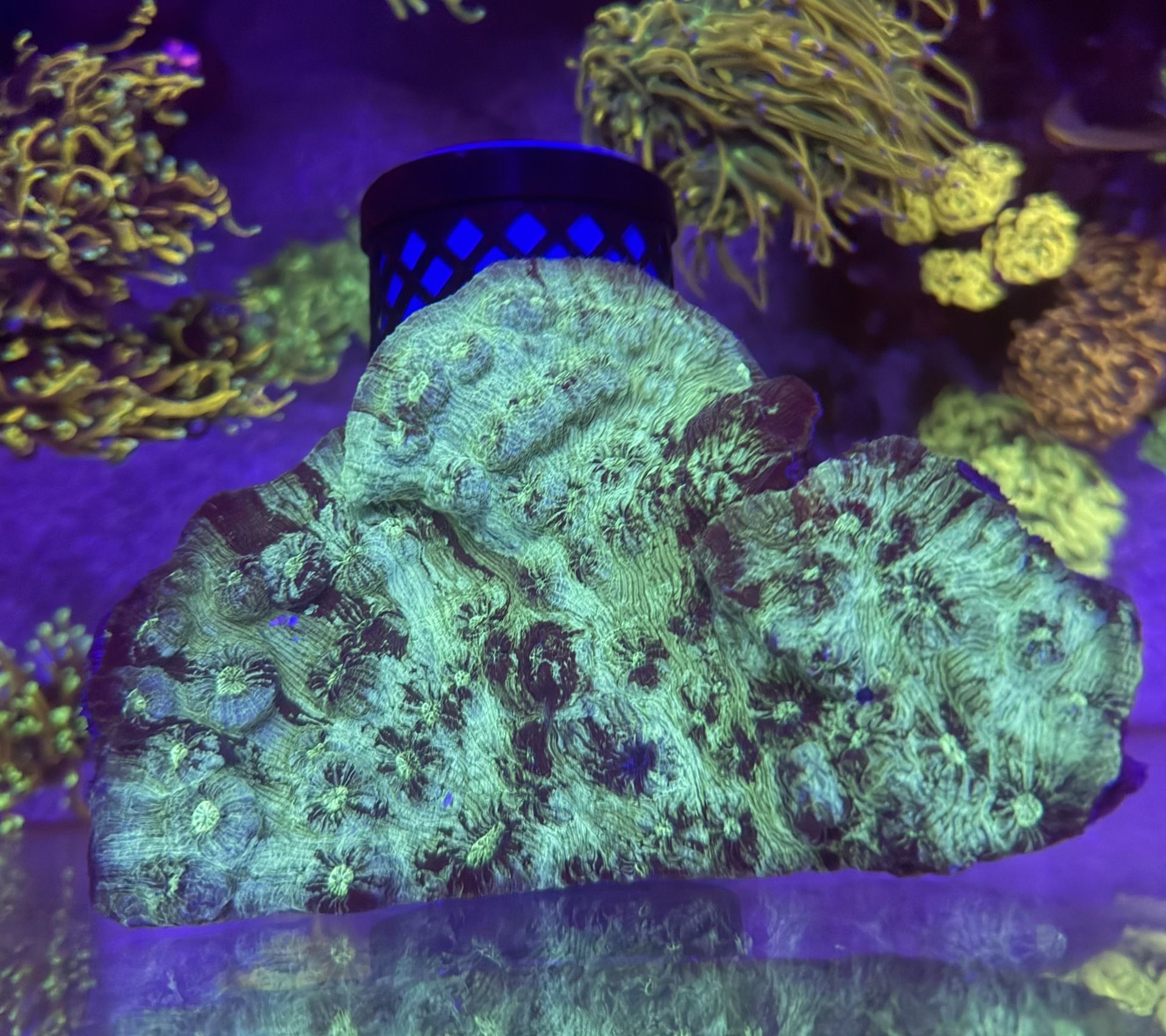 XL Turquoise Chalice Coral * Fake Saltwater Decoration *