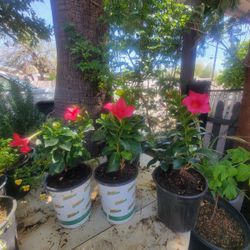 Brazilian Jasmine Plant 