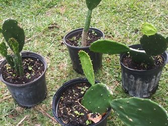 Nopales Or Cactus Plant