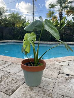Monstera w/ Terra Cotta Pot