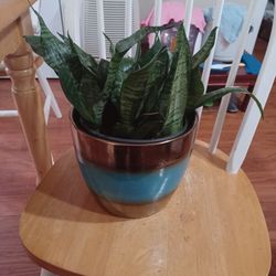 Sanseveria 2