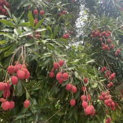 Fresh Sweet lychees For Sale By The Pound !!
