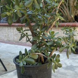 Jade Plants