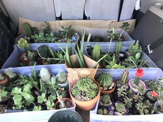 House 🏠 plants 🌱 different prices